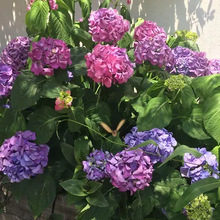 Macchia Verdata Avec Piscine Chauffée *