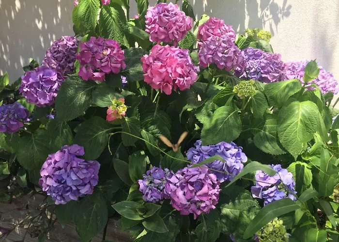 Macchia Evasion Avec Piscine *